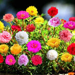 3 Mix Portulaca Moss Rose Live Plants, Clumps 4-8" Tall Double Flowered Moss Roses for Outdoor Garden, Patio, Hanging Baskets