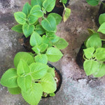 4 Green Cuban Oregano Plants Live, 3 to 5 Inches Tall, Live Cuban Oregano Plants, Cuban Oregano Plant Pot, Cuban Oregano Well Rooted