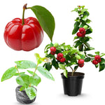 Surinam Cherry Trees Live Plant, 5-7" in Tall, Sweet Cherry Fruit Tree, Cherry Bush Live Plants, Bareroots, Cold Hardy
