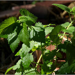 Pack of 3 Catnip Mint Live Plants, 3-6 Inches Tall, Catnip Herb Starters for Garden Beds and Containers, No Pot
