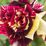 Rose Plant Live, Rose Bush Live Plant, Fragrant Flowers Ready to Plant, 5-9 Inch Height, Well-Rooted, No Pot (Stripe Rose)