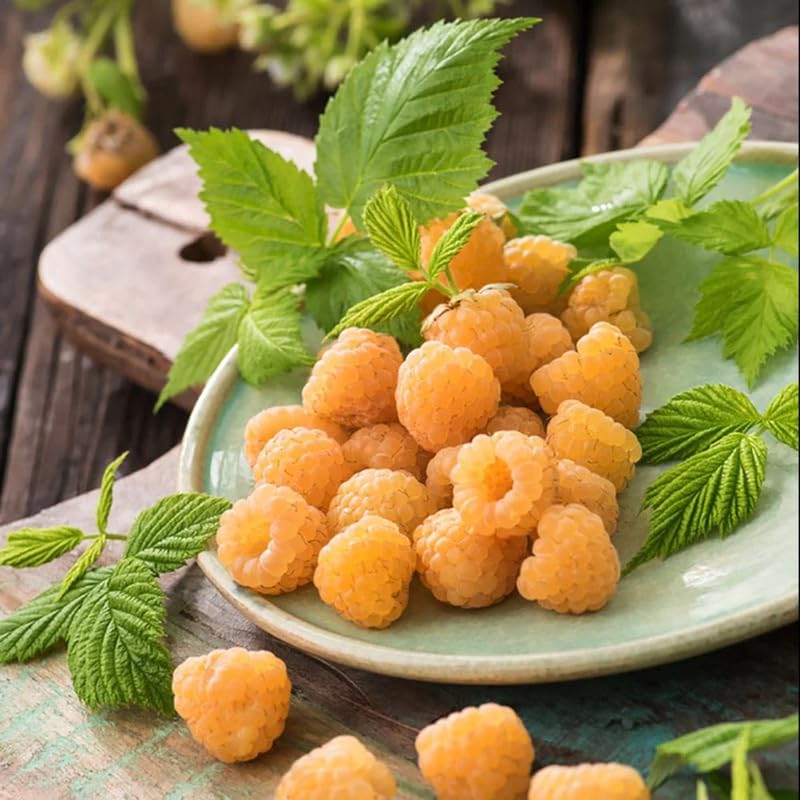 2 Raspberry Plants Live Seedlings, 5 to 9 Inch Tall, Raspberry Bush Live Plants, No Pot, Sweet Raspberries Fruit Trees Live Plants (Fall Gold Raspberry)