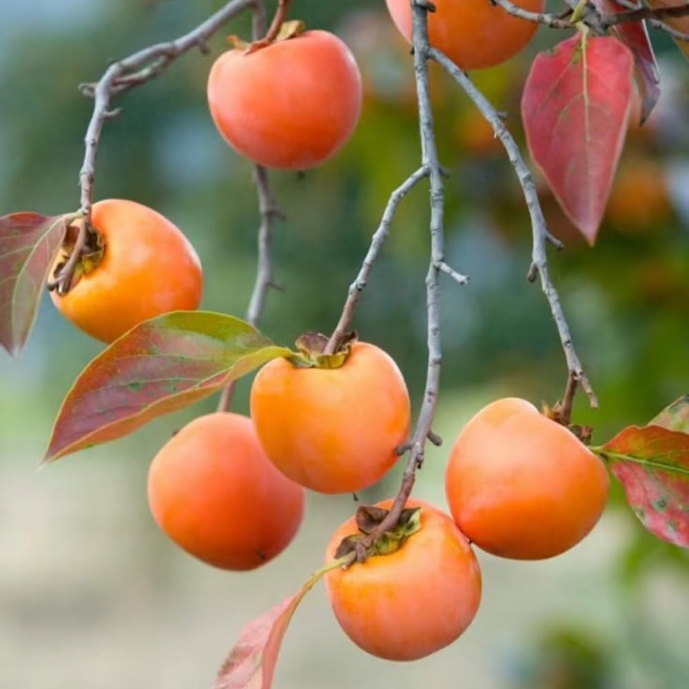 Set 2 Persimmon Tree Seedlings, Dormant Persimmon Bare Roots Ready to Grow, Cold Hardy Persimon 6 to 12 Inch Tall
