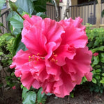 2 Double Rose Hibiscus Tree Live Plant, Hardy Hibiscus Plants Live, 4 to 7 Inches, Hibiscus Shrub Tree for Garden