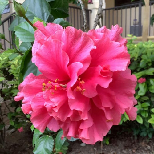 2 Double Rose Hibiscus Tree Live Plant, Hardy Hibiscus Plants Live, 4 to 7 Inches, Hibiscus Shrub Tree for Garden