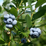 2 Blueberry Plants, Blueberry Tree Live Plant, Blueberry Shrub 1 Year Old, Sweet Blueberry Bush Live Plant, Blueberries Bareroots (Legacy Blueberry)