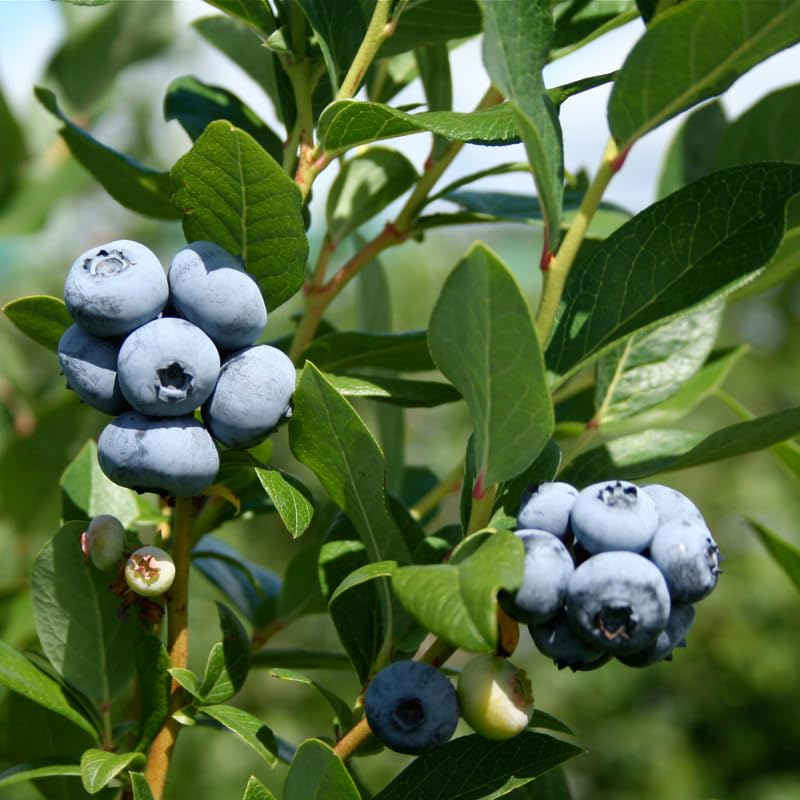 2 Blueberry Trees Live Plant for Planting, 5-10" Tall, Blueberry Plant Live, Sweet Blueberry Bush Live Plant, Large Blueberries Fruit Bareroot (Duke Blueberry)