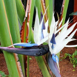 White Bird of Paradise Plant Live, 8 to 12 Inches Tall, Bird of Paradise Live Plant, Tropical Plants Outdoor