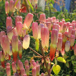 Kalanchoe Pinnata Succulent Plant Live for Planting Indoor Outdoor, 4-8 Inch Tall, in 4 Inch Pot, Kalanchoe Plant Live Mother of Thousands