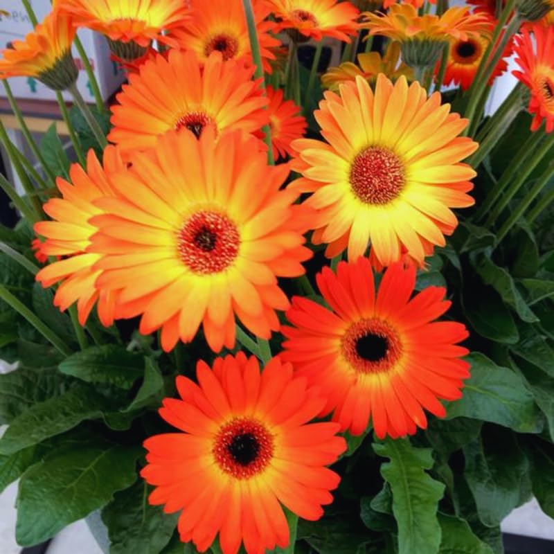 2 Sunset Gerbera Daisy Plants Live, 3 to 5 Inc Tall, Gerbera Daisies Live Plants, Daisy Plant, Daisies Flowers Live Plants, Daisy Plant Pot