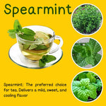 Big Clumps Spearmint Plants Live in Pot, Well-Rooted Herb for Home Gardens, Heirloom Mint Indoor Outdoor, Fresh Mints