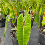 Variegated Philodendron Live Plant, Rare Indoor Houseplant Live Well Rooted 5-7 Inches, Container Growing, Home Office Decor (Long Leaves Philodendron)
