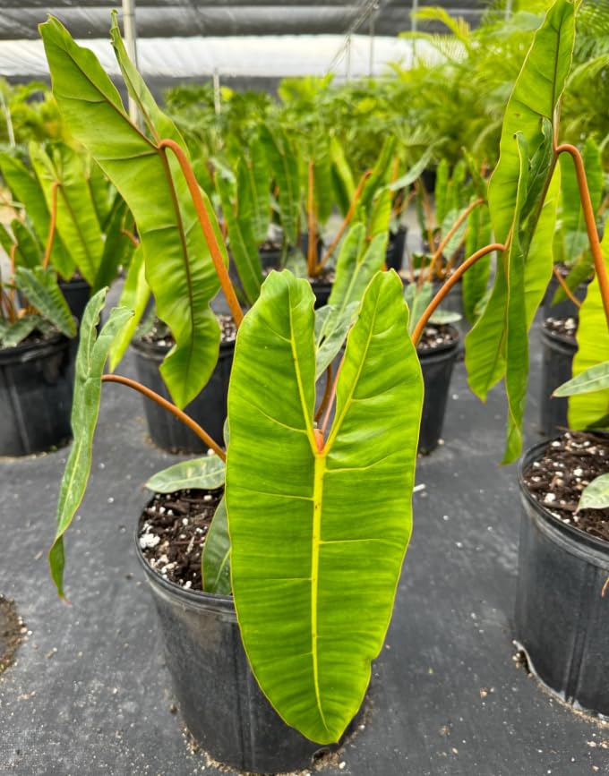 Variegated Philodendron Live Plant 4-8 Inches, Rare Indoor Houseplants for Container Growing (Billiataie Philodendron)