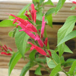 2 Vibrant Sage Salvia Live Plants, Fragrant Perennial Sage Plants Live for Spring Planting, Summer Planting, 5 to 10 Inches in Tall, (Pineapple)