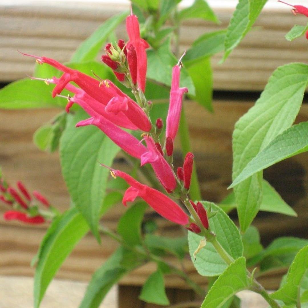 2 Vibrant Sage Salvia Live Plants, Fragrant Perennial Sage Plants Live for Spring Planting, Summer Planting, 5 to 10 Inches in Tall, (Pineapple)