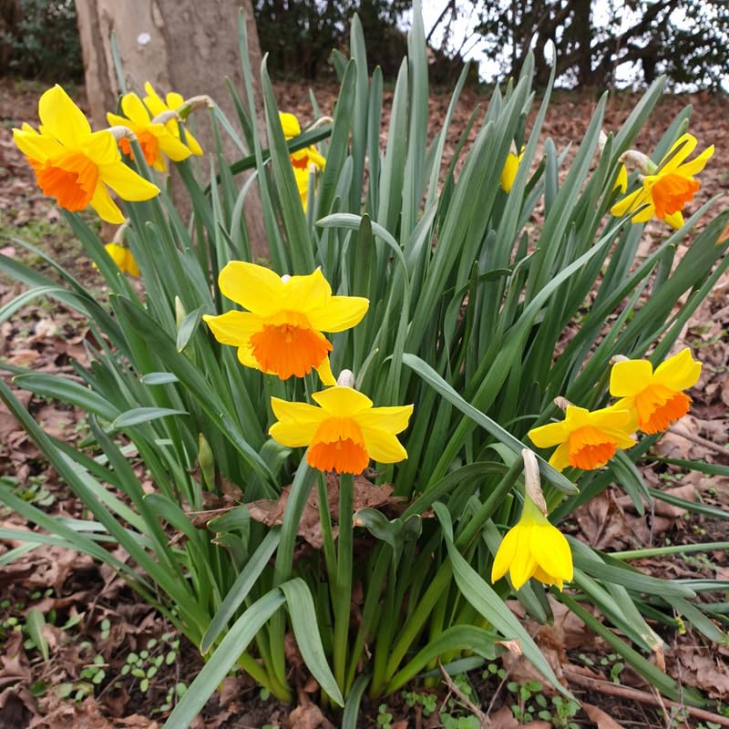 10 Daffodil Bulbs for Spring Planting, Mix Double Daffodils Bulbs for Planting, Flower Bulb
