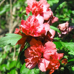 Red Rose of Sharon Plant, Hardy Hibiscus Bush Shrub Well-Rooted 7-13" Tall Althea Shrub with Summer Blooms for Outdoor Landscape