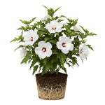 Live Rose of Sharon Plant 6-13" Tall, Althea Hibiscus Bush Well Rooted, Hardy Fragrant Hibiscus Syriacus Flowering Plant - White Blooms