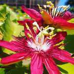 Passion Flower Plant Live, 5 to 8 Inch Tall Passiflora Vine, Fragrant Climbing Plant for Garden or Trellis, No Pot, Well-Rooted (Burgundy Red Passion Flower)