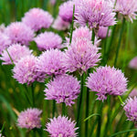 10 Chives Plants, Hardy Chives Leeks Plants Rooted, Perennial Vegetables, Outdoor Growing 2-5 Inch Tall