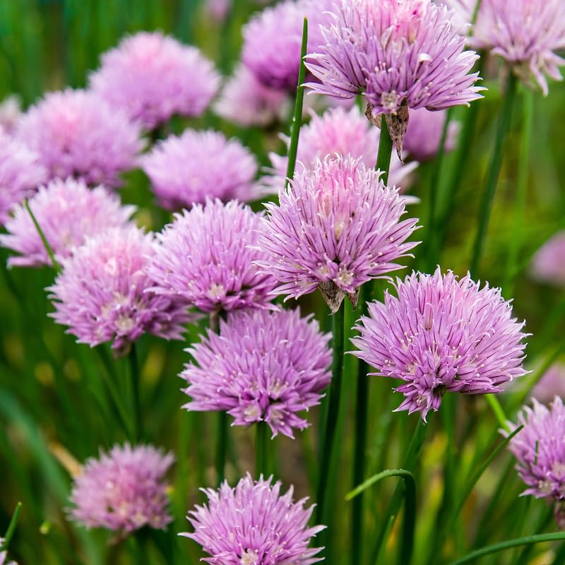 10 Chives Plants, Hardy Chives Leeks Plants Rooted, Perennial Vegetables, Outdoor Growing 2-5 Inch Tall