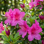 Pack 2 Pink Azalea Plants Live, Rhododendron Azalea Tree Live Plants Like, 5-9 Inches in Tall, Spring Blooms