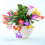 Thanksgiving Cactus Live Plant in 2" Pot, Holiday Christmas Cactus Plants Live, Winter Bloom, Indoor Planting, Ready to Blooms (Random Single Bloom)