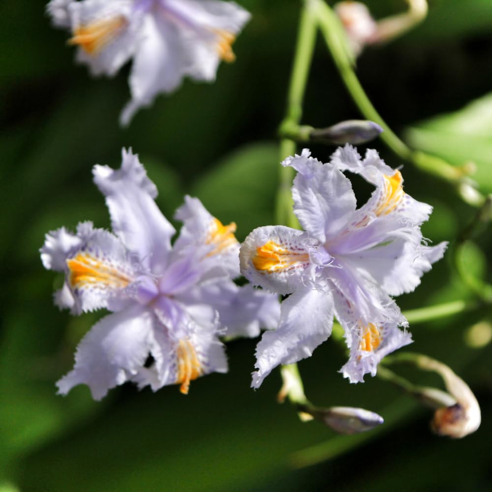 3 Walking Iris Plant Roots, 4-6 Inch White Flower Plant, Live Iris Plants Roots for Outdoor Garden and Containers, Easy Care Perennial, No Pot