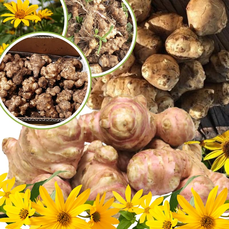 8Oz Jerualem Artichoke for Planting Outdoors, Sunroots Sunchokes Artichoke Tubers, Fresh Jerusalem Artichoke Roots to Grow