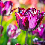 10 Tulip Bulbs for Spring Planting, Mix Rembrandt Large Tulip Bulbs for Fall Planting, Flower Bulbs