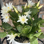 White Easter Cactus Plants Live, 4 to 6 Inch Tall Easter Cactus Plants Live Indoor Garden, Live Easter Cactus Flower Plant, Spring Cactus Live Houseplant, Easter Cactus