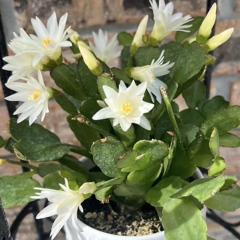 White Easter Cactus Plants Live, 4 to 6 Inch Tall Easter Cactus Plants Live Indoor Garden, Live Easter Cactus Flower Plant, Spring Cactus Live Houseplant, Easter Cactus