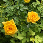 Rose Bush Live Plant, 5-9 Inch Tall, Fragrant Rose Flowers Tree, Well-Rooted Ready to Plant Outdoor Indoor (Yellow Rose)