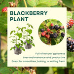Pack 2 BlackBerry Live Plants, Perennial Blackberries Fruit Tree, Sweet-Pie BlackBerry Bushes 4-8 Inches Ready to Grow Outdoors