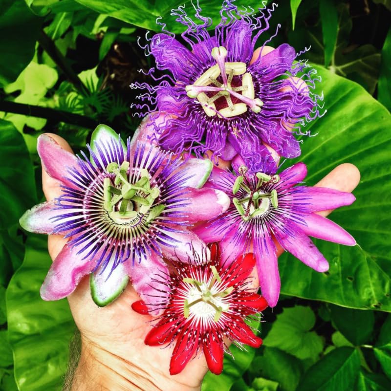 Pack 2 Passion Flower Plants Live, Passiflora Vine Well-Rooted, 5-7 Inch Tall Climbing Vine for Garden Trellises and Fences, No Pot (Mix Passion Flower)
