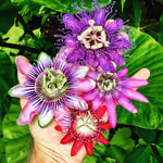 3 Mixed Passion Flower Plants Live, 5 to 8 Inch Tall Passiflora Vine, Fragrant Climbing Plant for Garden or Trellis, No Pot, Well-Rooted