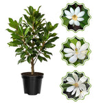 White Magnolia Tree in Gallon Pot, Live Flowering Magnolia Tree, Hardy Ornamental Shade Trees with Fragrant Blooms