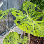 Elephant Ear Plants, Rare Colocasia Plant Live, Perennial Esculenta Taro Alocasia 4-8 Inch Tall, Indoor Outdoor Garden (Rare Variegated Black)