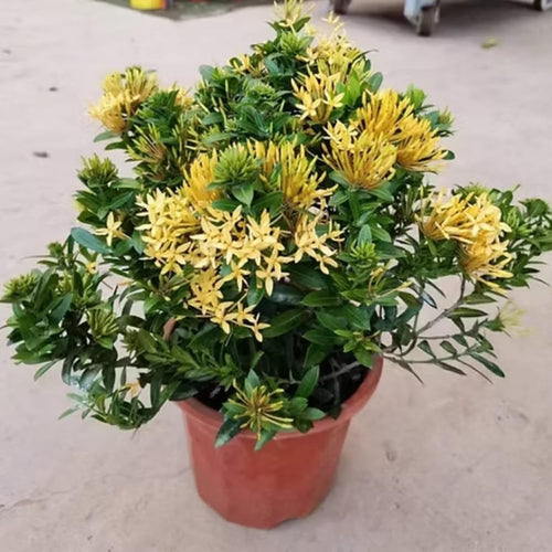 2 Yellow Ixora Plants Live, 5 to 7 Inc Long, Ixora Flower Plant, Shrub Plant Tropical Ornamental Plants, No Pot