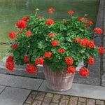 Set 5 Red Geranium Cuttings, 8-10 Inches Tall Geranium Plant Cutting for Planting, Unrooted