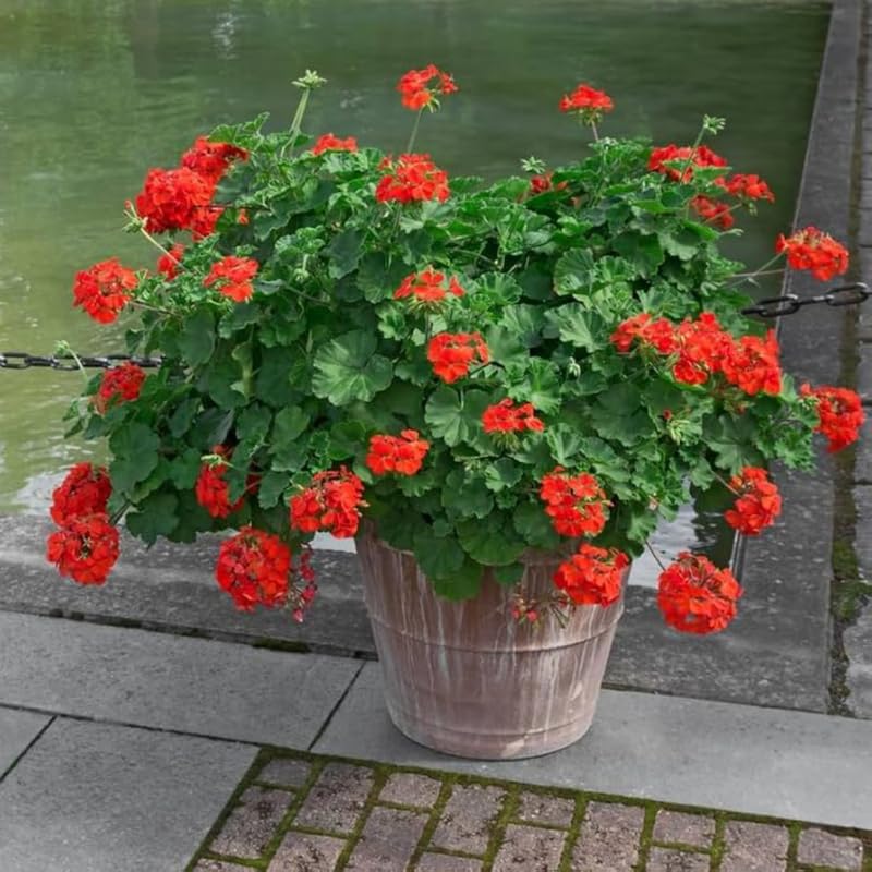 Set 5 Red Geranium Cuttings, 8-10 Inches Tall Geranium Plant Cutting for Planting, Unrooted