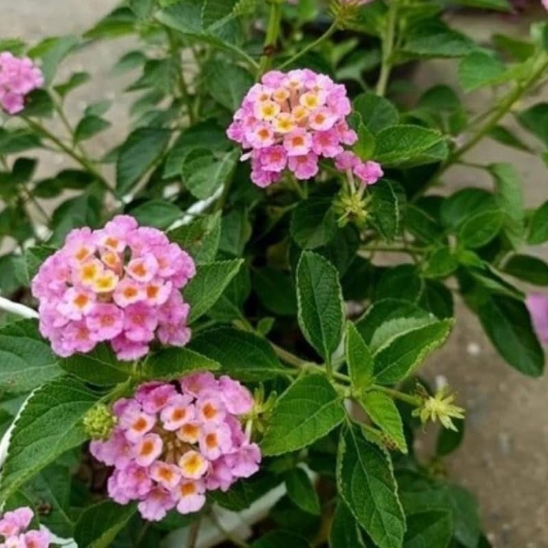 3 Trailing Lantana Plants Live, 5 to 7 Inc Tall, Rose Lantana Live Plants for Planting Outdoors Flower Gardening