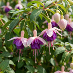 Set 2 White Purple Fuchsia Plants Live 4-7 Inches Tall, Colorful Hanging Flower Plants for Patio, Garden and Containers