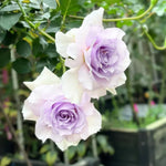 Rose Plant Live, Rose Bush Live Plant, Fragrant Flowers Ready to Plant, 5-9 Inch Height, Well-Rooted, No Pot (Light Purple Rose)