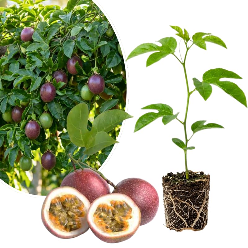 Purple Passionfruit Plant Live 4-7 Inches Tall, Tropical Passion Fruit Vine for Garden, Patio Containers and Indoor Growing