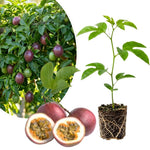 Passionfruit Plant Live 4-7 Inches Tall, Tropical Passion Fruit Vine for Garden, Patio Containers and Indoor Growing
