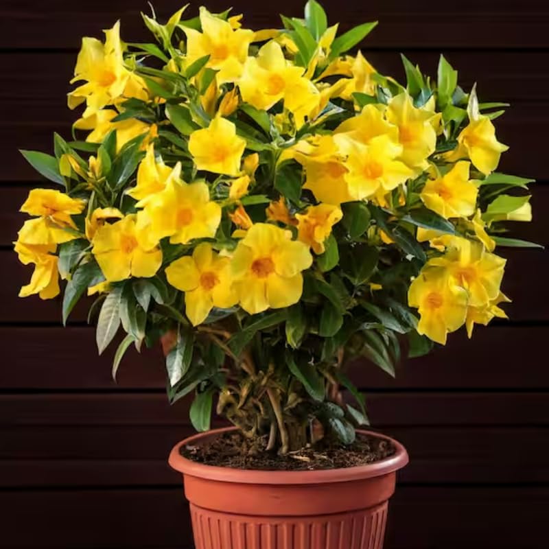 3 Yellow Mandevilla Plants Live, 5-10” Tall Flowering Mandevilla Vines for Trellis, Outdoor Patio, Garden Pots, Trailing Mandevilla Seedlings