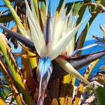 Sets 2 White Bird of Paradise Plants Live, Striking Blue White Blooms, 5 to 9 Inc Tall, No Pot, Tropical Houseplant, Exotic and Vibrant Color