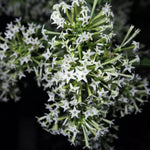 2 Night Blooming Jasmine Live Plants, Fragrant Flowering Shrubs, 4-6" Tall