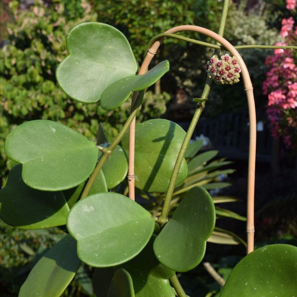 2 Hoya Kerii Hearts Houseplant Live 3-5 Inches Tall, Hoya Plant Live Houseplants, Tropical Indoor Vine Plant for Home, Office, and Gifts